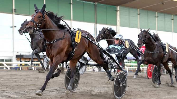 Hail Mary segrade i Svenskt Travderby 2020. Nu är han klar för Elitloppet. Foto: TR Bild.