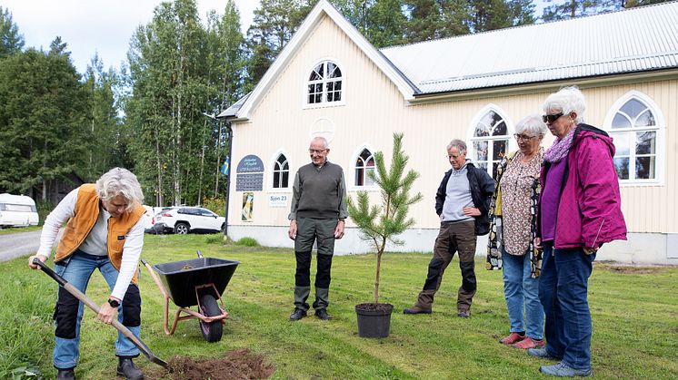 Nu får Sara-plantorna leva vidare i Skellefteås mylla