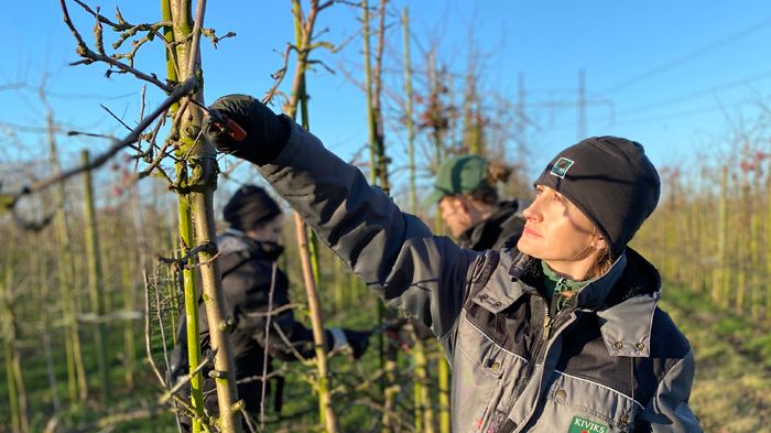 Beskärning av äppelträd i Kiviks Musteris odlingar på Solnäs Gård 