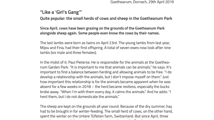 “Like a ‘Girl‘s Gang’”. ​Quite Popular: the Small Herds of Cows and Sheep in the Goetheanum Park