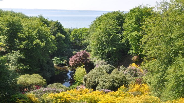 Utsikt över rhododendronravinen på Sofiero i Helsingborg. 