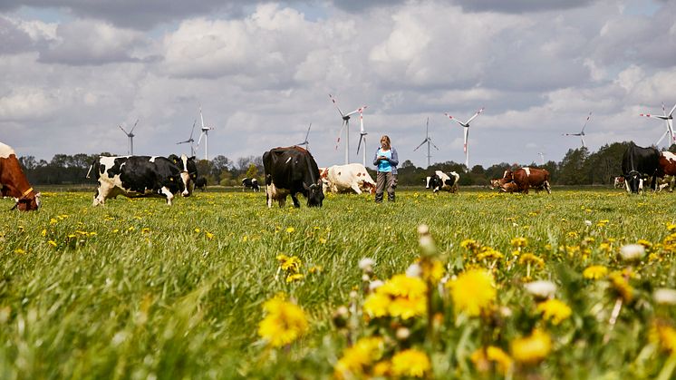 Arla Hof in Schleswig-Holstein, Kühe beim Weidegang. 