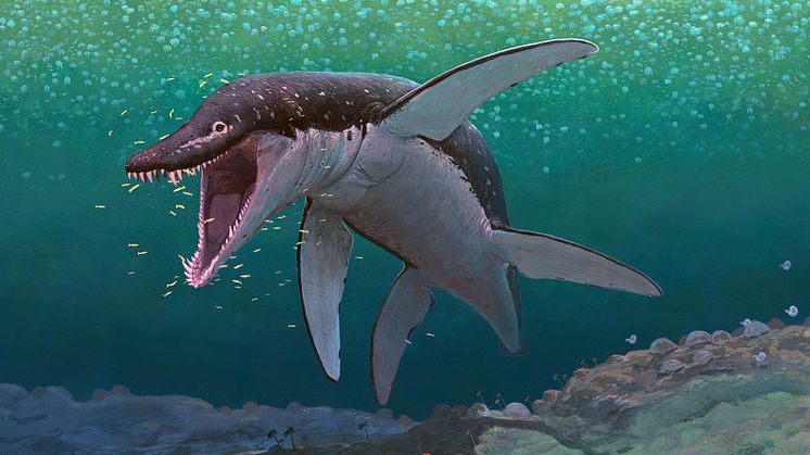 The oldest megapredatory pliosaur, Lorrainosaurus, in the ancient Middle Jurassic sea that covered what is to day northern France 170 million years ago. Artwork by Joschua Knüppe (Germany). 