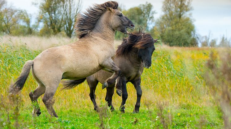 Konik hestene kommer fra et andet naturområde i Tyskland og skal boltre sig frit hele året på arealerne. De vil holde vegetation som gyvel og brombær nede, og skabe gode betingelser for biodiversitet ved at sprede møg og rode jorden op. 