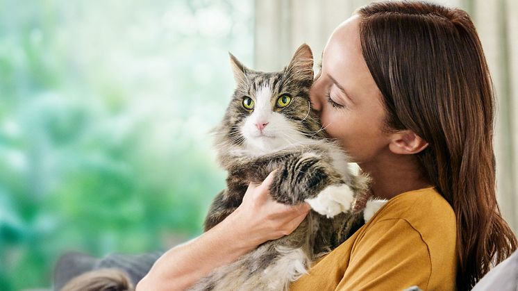 Tutkijat ovat kehittäneet kissanruoan, joka voi helpottaa kissa-allergisen oireita