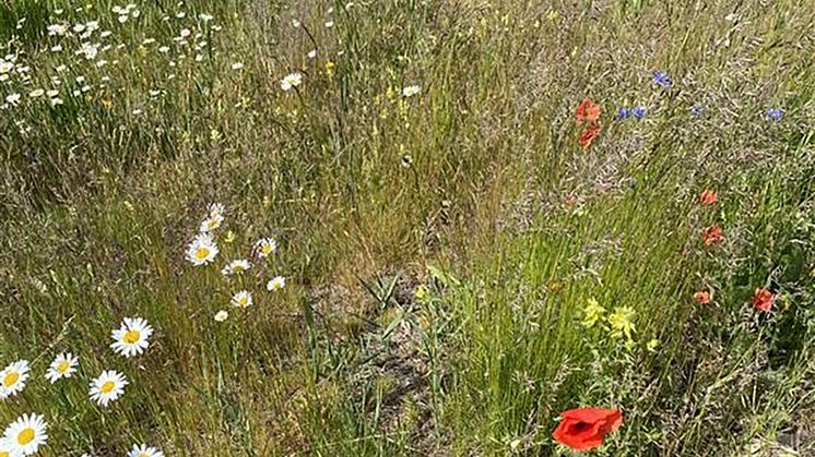 Ängsblommor.jpg