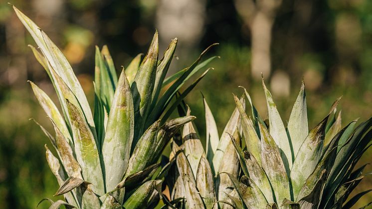 Solsken med smak av ananas