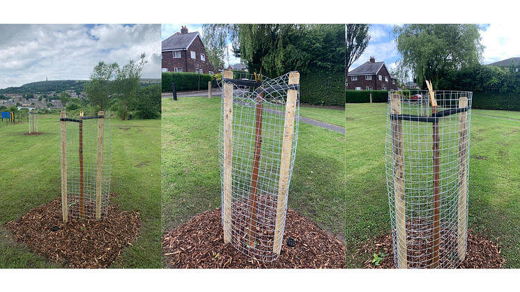 Anger as trees vandalised - one day after being planted