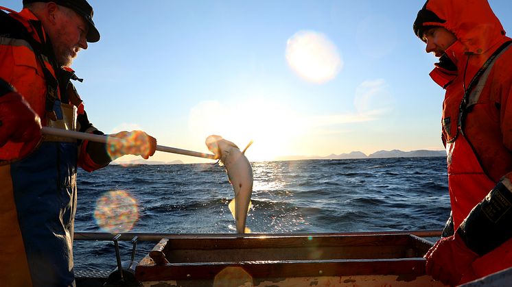 Bærekraftig fiske i Vesterålen