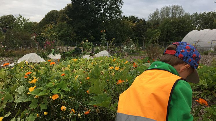 En pojke från Sorgenfri förskola plockar blommor till växtfärgning i skolträdgården hos stiftelsen Botildenborg, Malmö. 