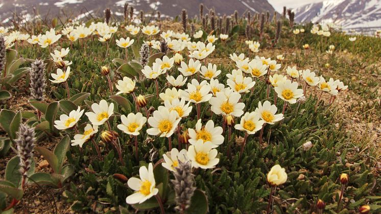 Blommande fjällsippor i närheten av forskningsstationen Zackenberg på nordöstra Grönland. Foto: Mikko Tiusanen.