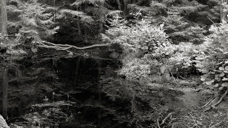 ﻿﻿Bildnot: Lovisa Ringborg Forest 2020 Gelatin Silver Print 88x193,5 cm