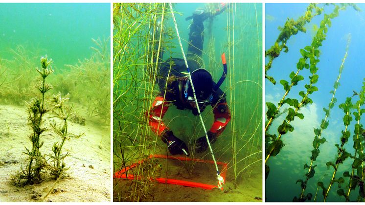 Undervattensväxter kan bidra till en bättre vattenkvalitet, visar en ny studie. Dykaren Marin van Regteren studerar vattenväxterna Chara horrida, Stuckenia pectinata, Myriophyllum sibiricum och Potamogeton perfoliatus. Foto: Joakim Hansen