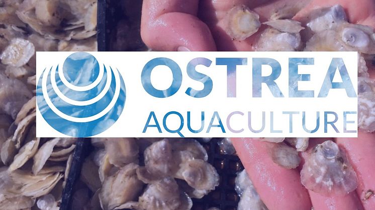 En utmaning för en entreprenör - Ostrea Aquaculture söker en VD