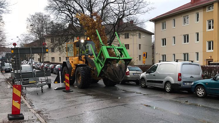 Trädflytt Zachrissonsgatan