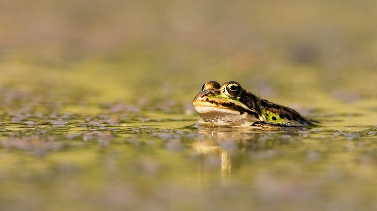 Pool frog along the Uppland coastline. Photo: Gustav Wikström