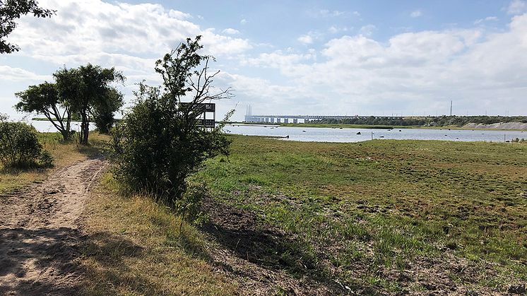 Naturreservatet Bunkeflo strandängar borde utökas och få tydligare bestämmelser, menar stadsbyggnadsnämnden. Foto: J Öfverbeck