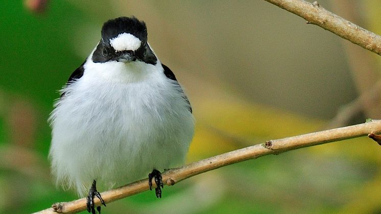Male collared flycatcher with white forehead patch clearly displayed.  Foto: Johan Träff