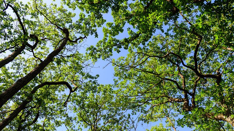 Trädkronor skyddar markvegetationen från extremt varma temperaturer. Fotos: Josef Brůna