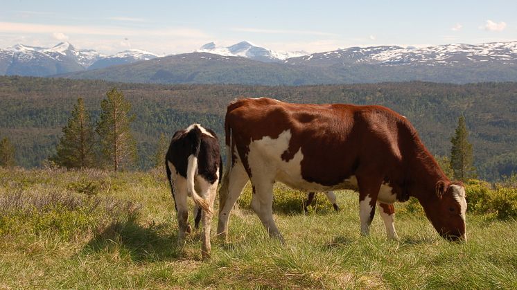 Forskere har funnet at plantene og urtene beitedyra spiser på fjellet bidrar til innhold av gunstige fettsyrer, antioksidanter og vitaminer, og at smaken påvirkes i melk og kjøtt. Foto: Bolette Bele