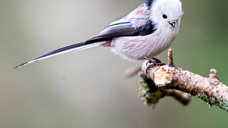 Har man tur får man besök av den söta stjärtmesen. Foto: Kent-Ove Hvass