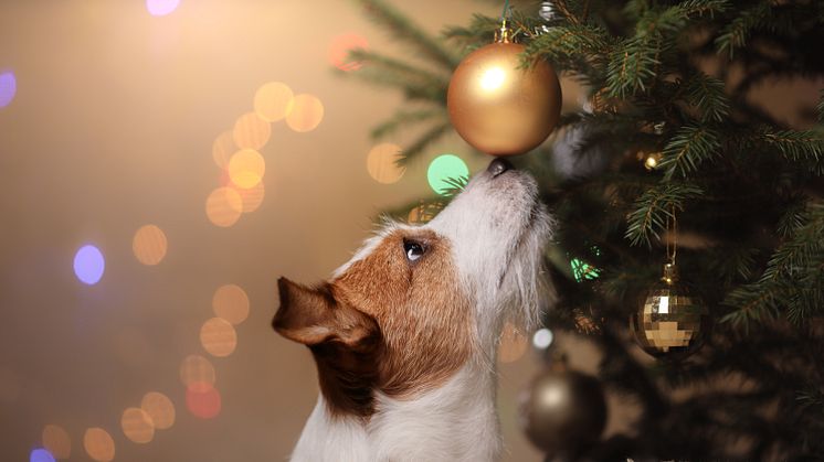 Haustiere gehören nicht untern Weihnachtsbaum