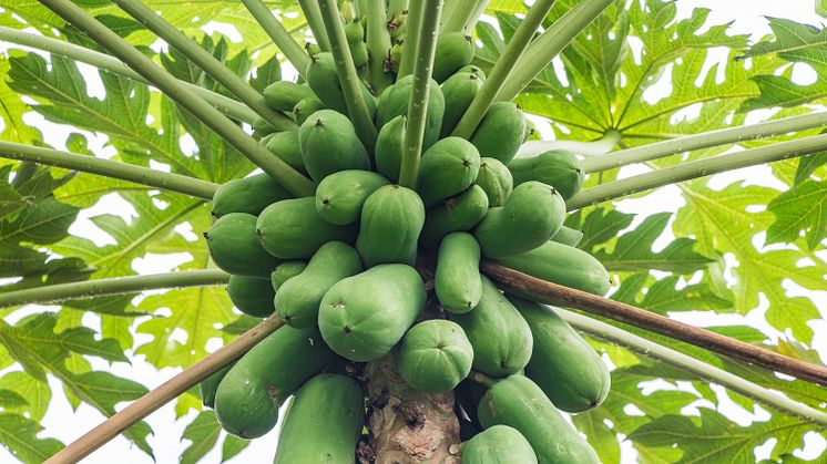Papaya blev først domesticeret i Mellemamerika, men er i dag udbredt i alle tropiske egne af verden