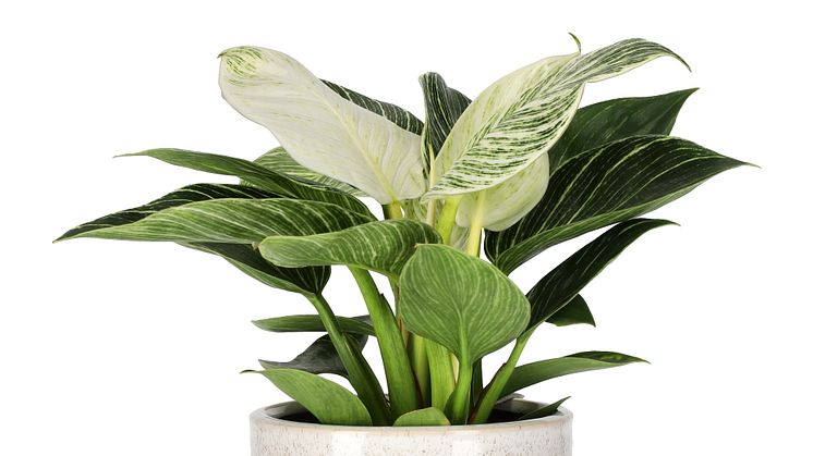 4. Philodendron-White-Wave-2
