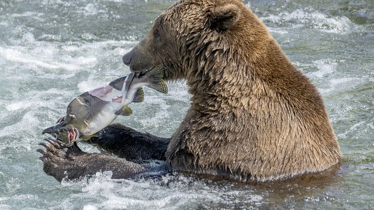 'Forever chemicals' in fresh water fish not only pose a threat to humans but also wildlife (Credit:Mark Kostich iStock-1427657162.jpg)