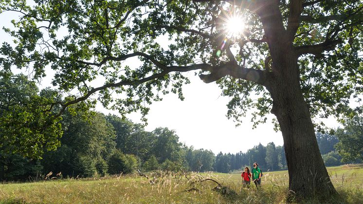 Wandern in der Schorfheide ist auf Erfolgskurs. Das "Wandermagazin" kürte jetzt die noch recht neue Route "Rund um die Schorfheide". Foto: TMB-Fotaoarchiv York Maecke.