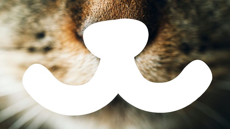 FNMZ_cat+logo.jpg