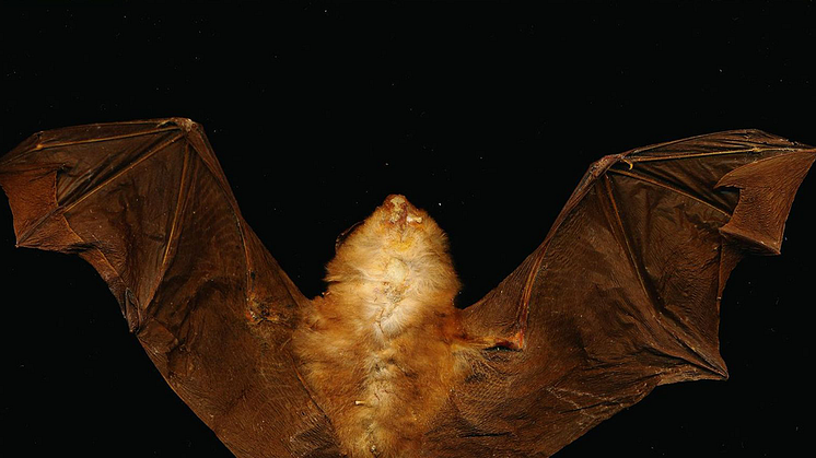 Bild lånad från Timo Menkes exposition "Corona Influentia och den mörkare materian" VIS #6 "Smitta". Chinese rufous horseshoe bat Rhinolophus sinicus (Wikimedia) from Yang Cha Shan, Szechwan, China by Naturalis Biodiversity Center, CC0.