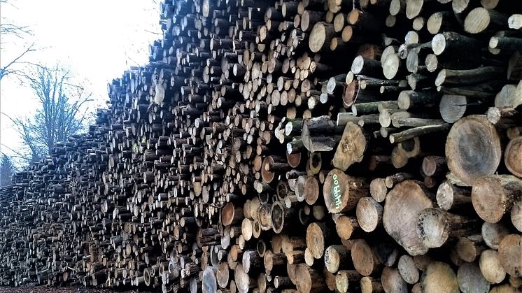 Fældet træ i Gribskov ligger klar til at blive fræset op til at blive brændt som biomasse
