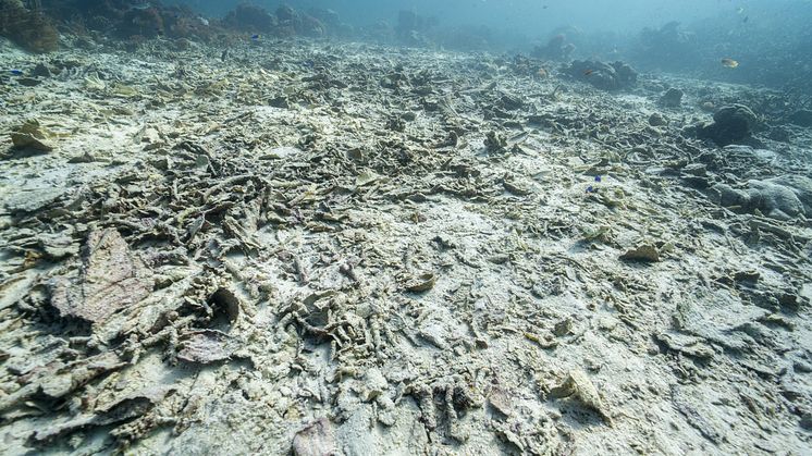 Skovfældning er med til at dræbe unikke koralrev. Et eksempel på hvordan økosystemer hænger sammen. 
