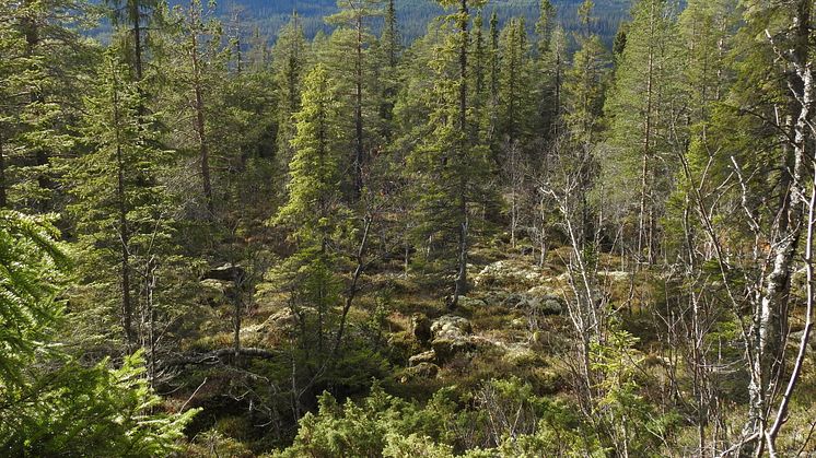 Naturskogarna i fjällområdet är det största intakta skogslandskap som fortfarande finns kvar i Europa. Foto: Uno Skog, Länsstyrelsen i Dalarnas län.
