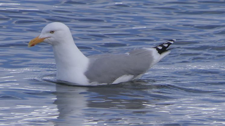 Gråmåse, Larus argentatus. Foto: SALM Kooijman