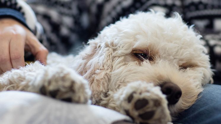 Som ett kundägt bolag görs Svelands premiehöjningar helt och hållet för att möta de ökade priserna inom veterinärvården. Foto: Sveland Djurförsäkringar