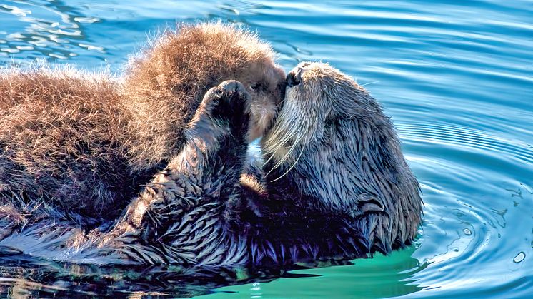 Microplastics connected to deaths of sea otters and other critically endangered wildlife (Credit:chrys35 ISTOCK photo ID:1318937054)