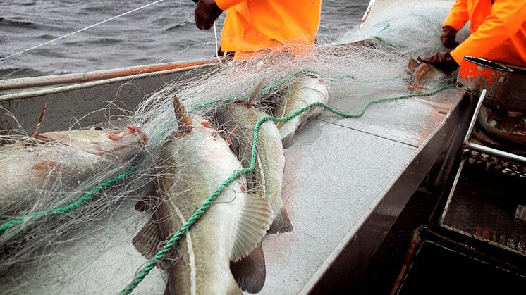 2015 a new record year for Norwegian codfish exports 