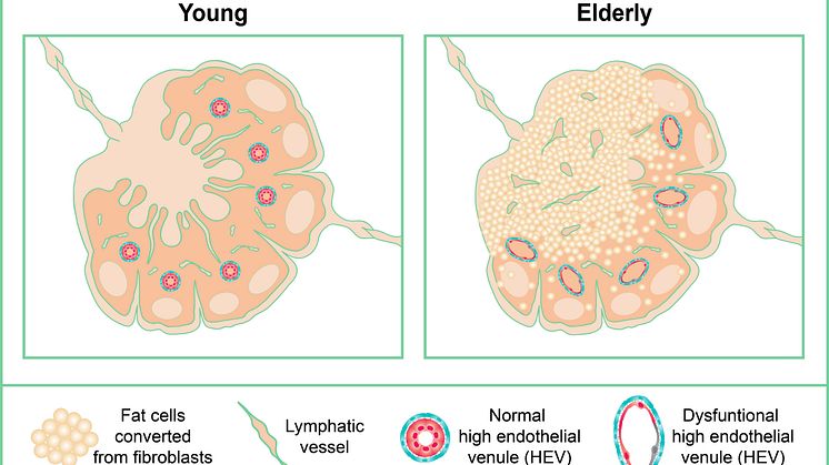 Why lymph nodes lose their function with age