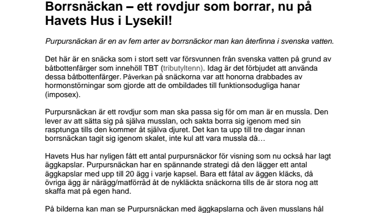 Borrsnäckan – ett rovdjur som borrar, nu på Havets Hus i Lysekil!