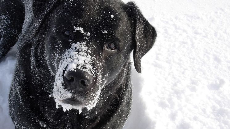 Researchers have now identified a gene mutation resulting in vision impairment in Labrador  dogs. 