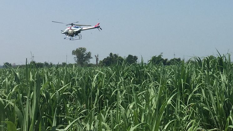 サトウキビ畑で農薬散布する無人ヘリ