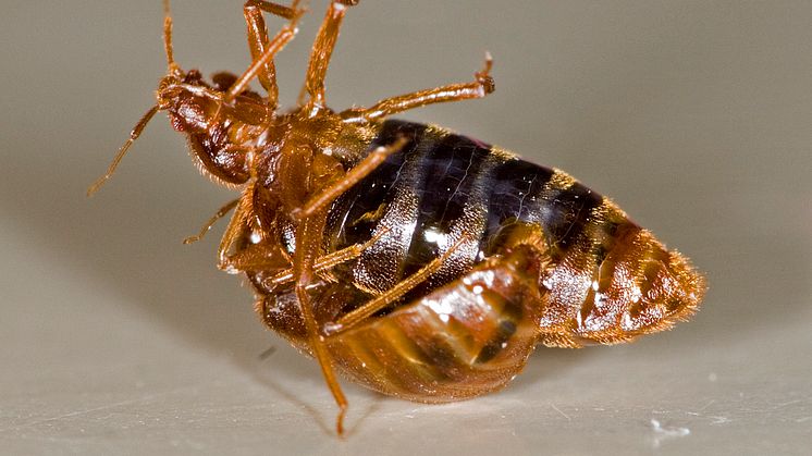 Bed bug’s dangerous sex life – novel deterrents for control?