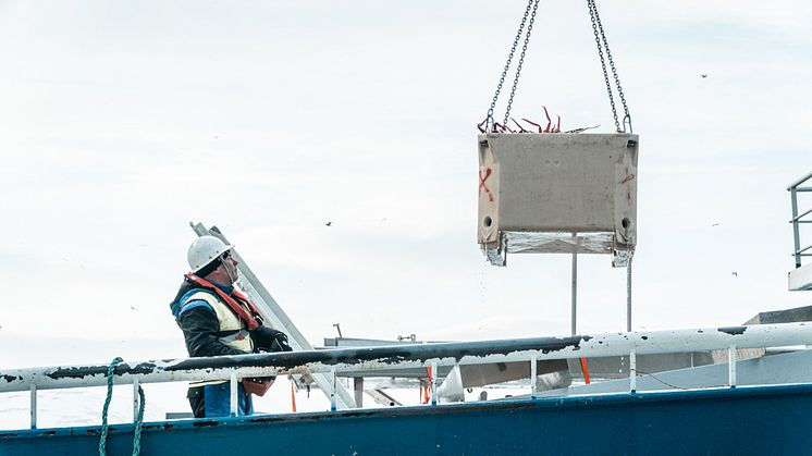 Analytiker Josefine Voraa mener det kan være en fordel å opparbeide seg et sterkt nærmarked for snøkrabbe – slik som Europa. Da vil logistikken være enklere og i tillegg ha lavere miljøavtrykk. Foto: Norges sjømatråd.