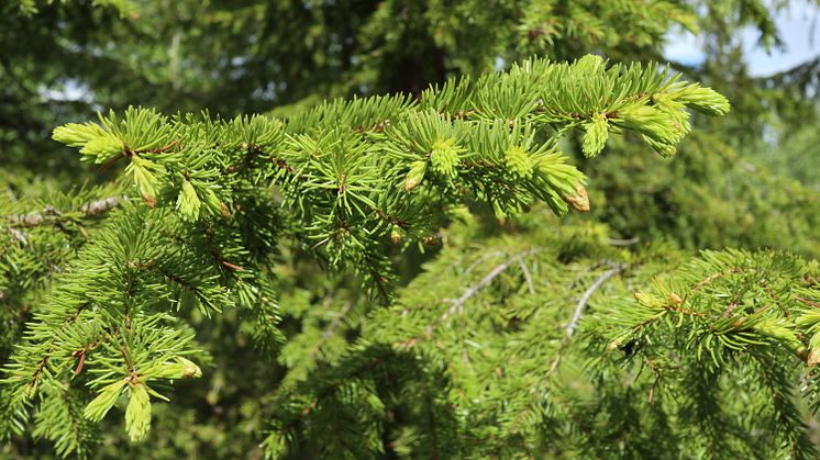 Den genetiska variationen i granskogar skiljer sig inte nämnvärt mellan brukad och gammal skog från kust till fjälltrakter i Västerbotten. Foto: Helena Eklöf