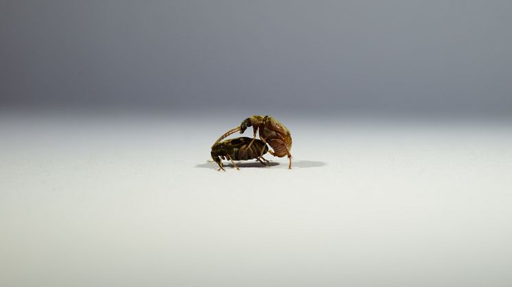 En hona (till vänster) och en hane (till höger) av Callosobruchus maculatus parar sig. Foto: Mareike Koppik