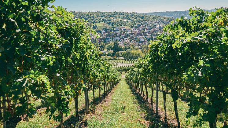 Stuttgart: Vinmarker i Mühlhausen, Steillagen ved floden Neckar