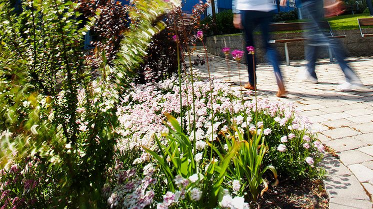 Jönköping University utbildar specialistläkare om åldrande