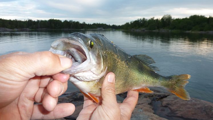 Aborre med liten fisk i munnen